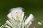 Annual trampweed